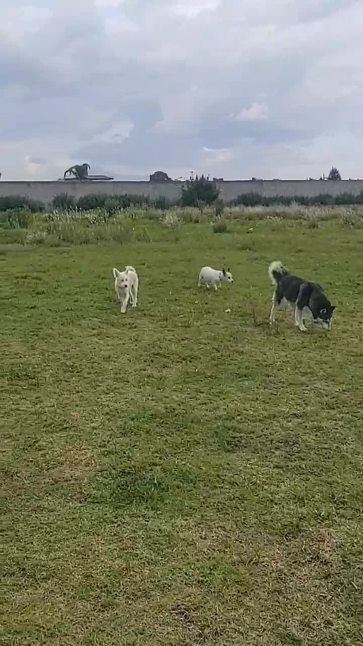 Perros corriendo libres en campo abierto de 17,000m²