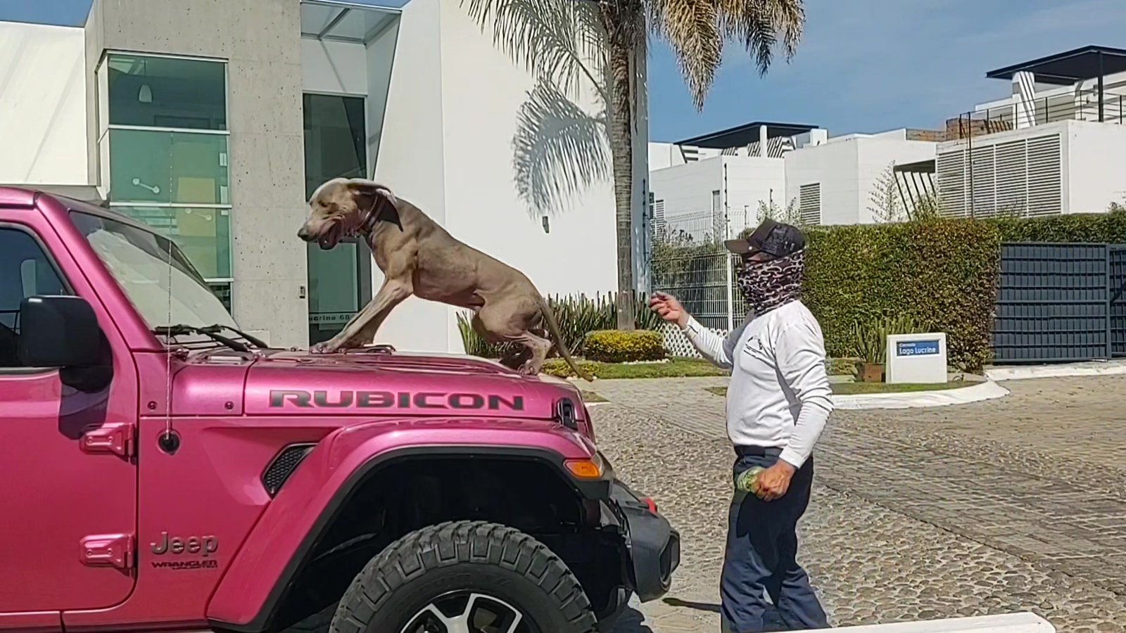 Única alberca exclusiva para perros en Puebla