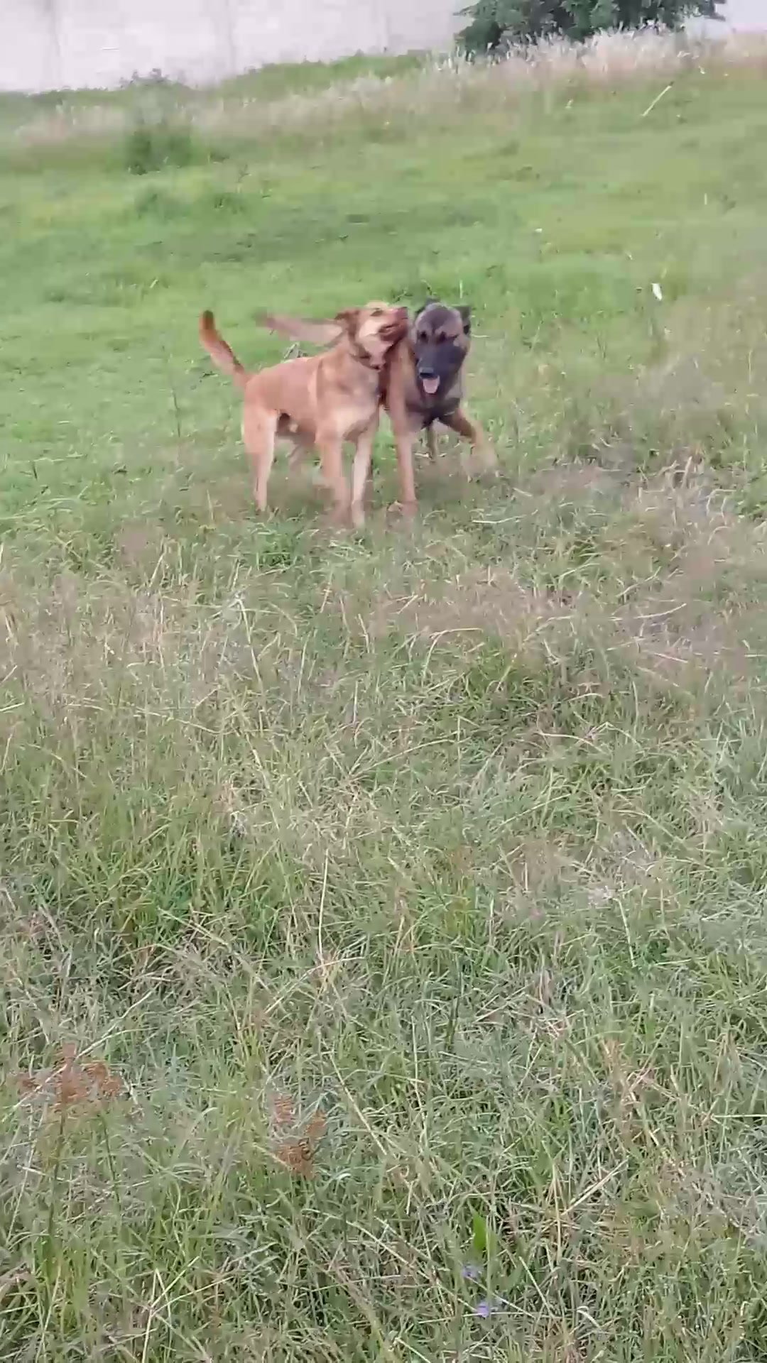 Perros disfrutando hidroterapia en alberca exclusiva