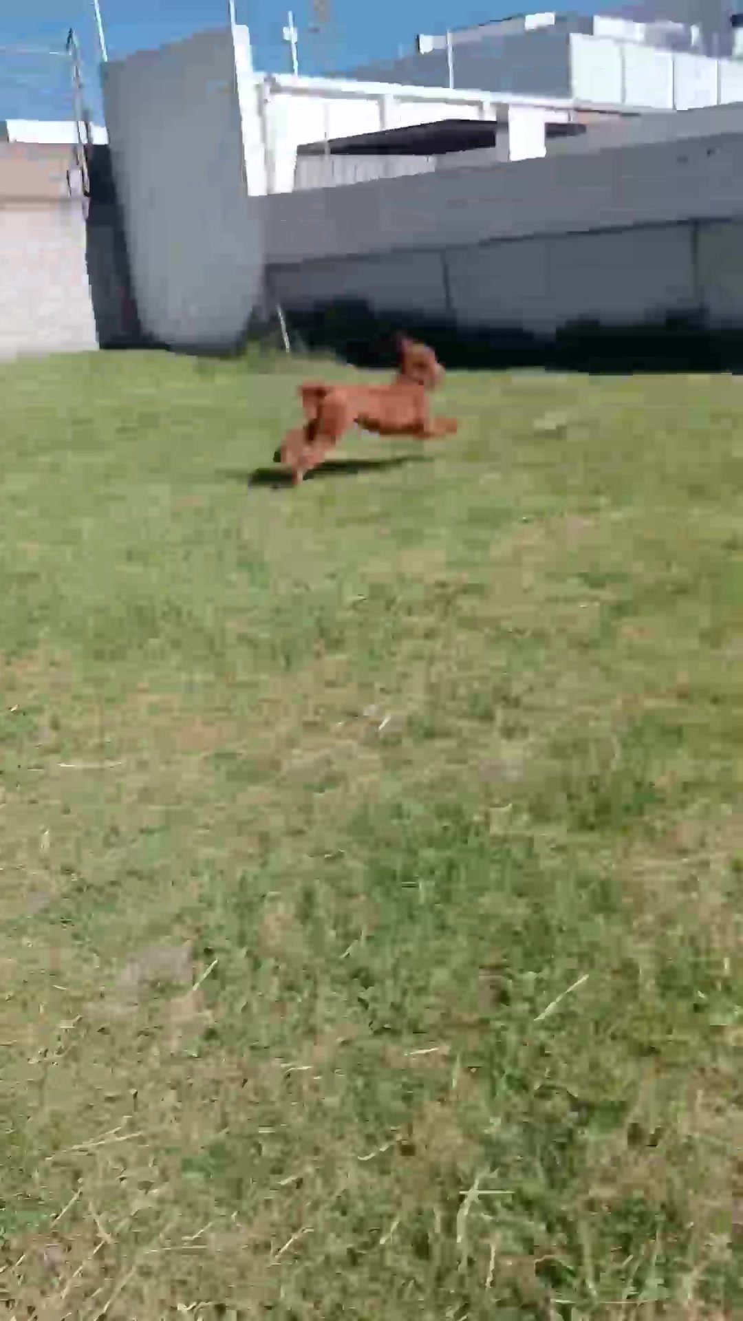 Perros socializando y jugando en campo libre
