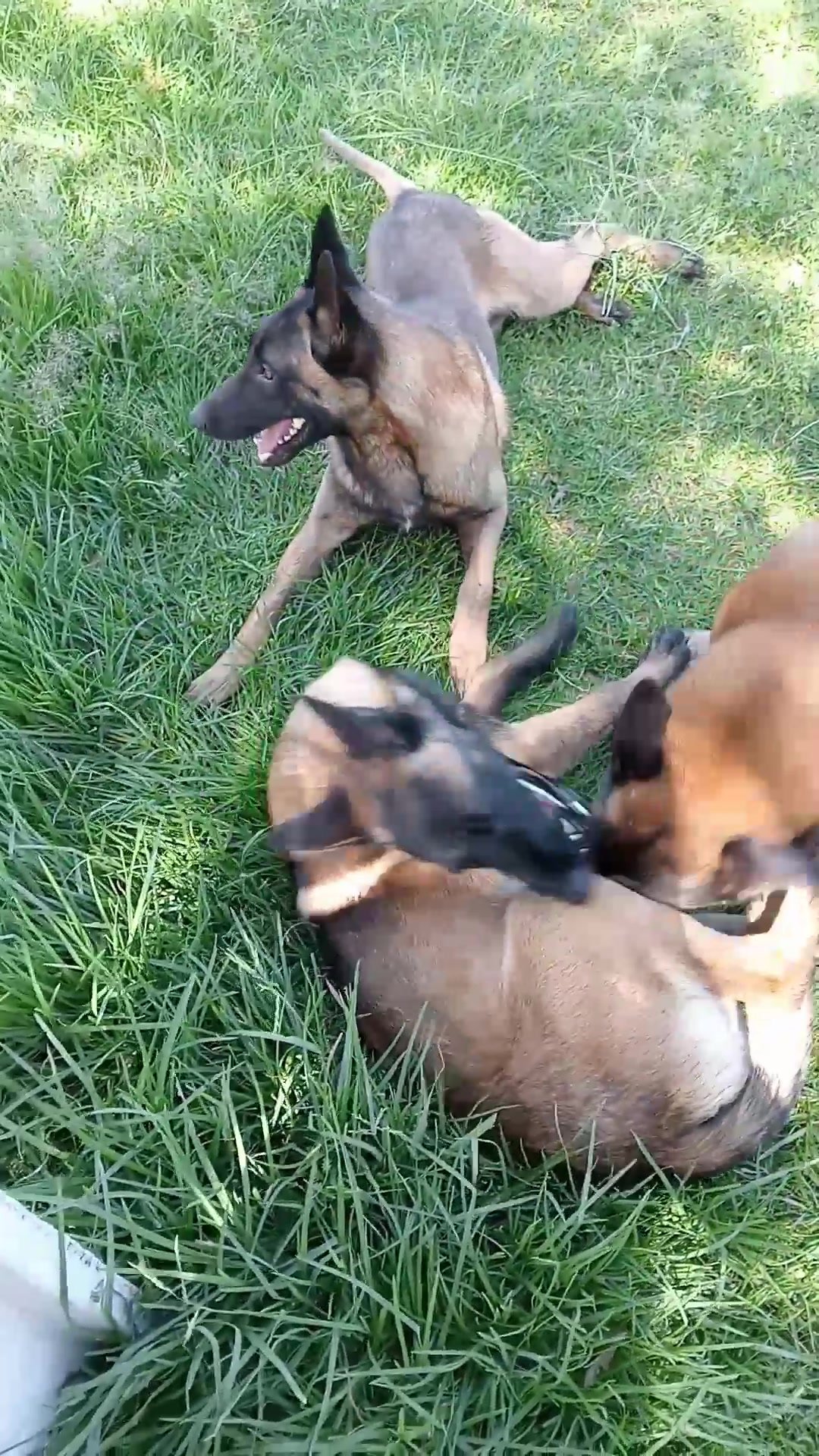 Perro feliz después del entrenamiento en campo libre