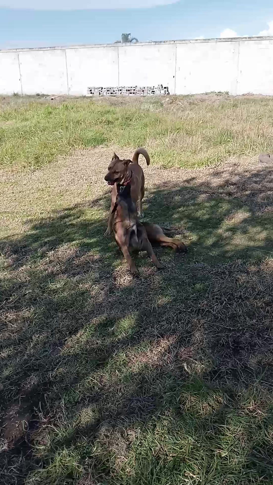 Perros de diferentes tamaños jugando en 17,000m²