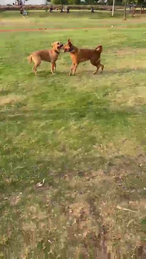 Perros relajados descansando en campo natural