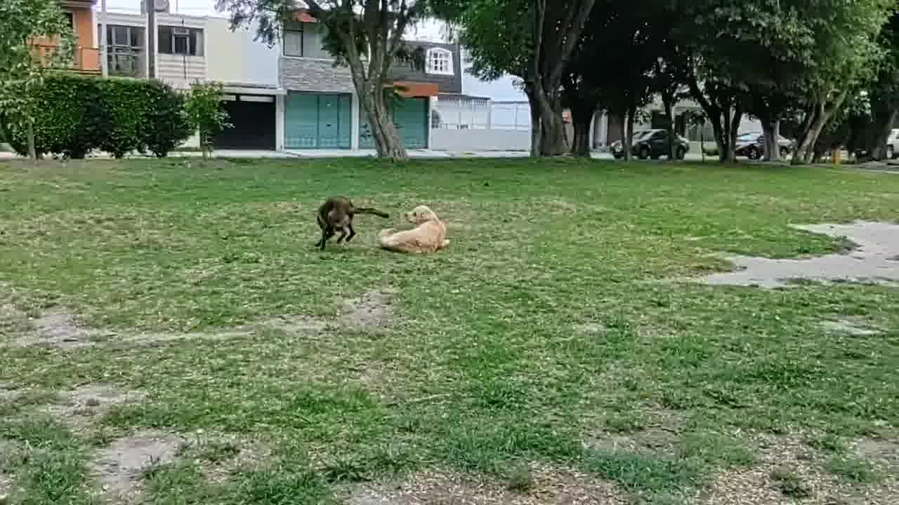 Áreas de descanso y sombra en campo único